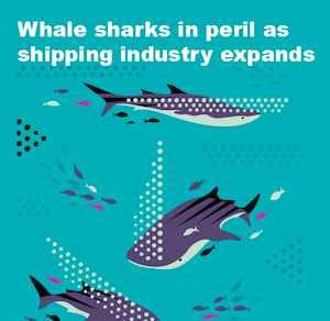 Whale Sharks In Peril As Shipping Industry Expands