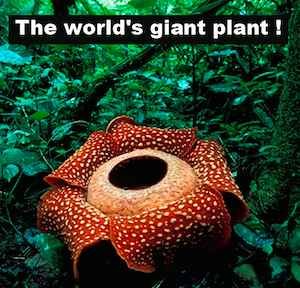 The World's Giant Plant: Hint, It’s Not Rafflesia Arnoldii