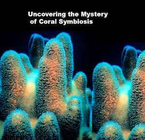 Uncovering The Mystery Of Coral Symbiosis