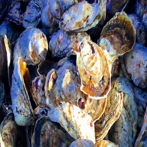 How Oyster Aquaculture is Lowering Local Acidification Levels in Estuaries