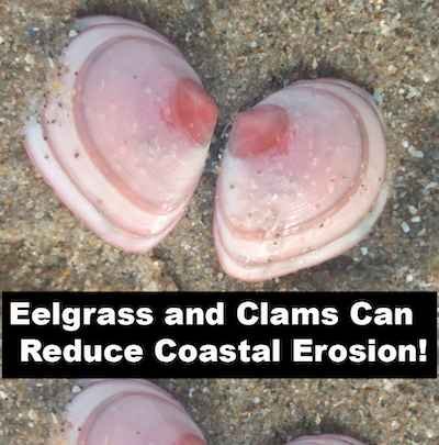 It Takes Two: Eelgrass And Clams Can Reduce Coastal Erosion!