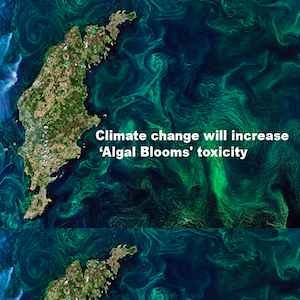 Lethal Relationship: Climate change Will Increase Algal Blooms' Toxicity
