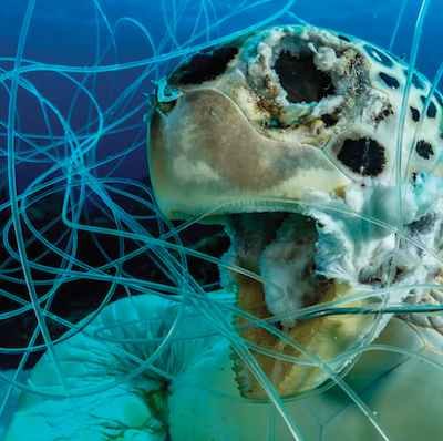 Nets That Haunt The Ocean: What Lurks Beneath?
