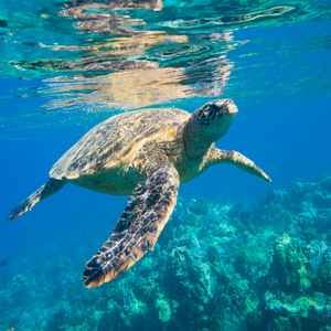 Diego Garcia Island Suffers Marine Heat Wave: Sea Turtle Nests At Risk